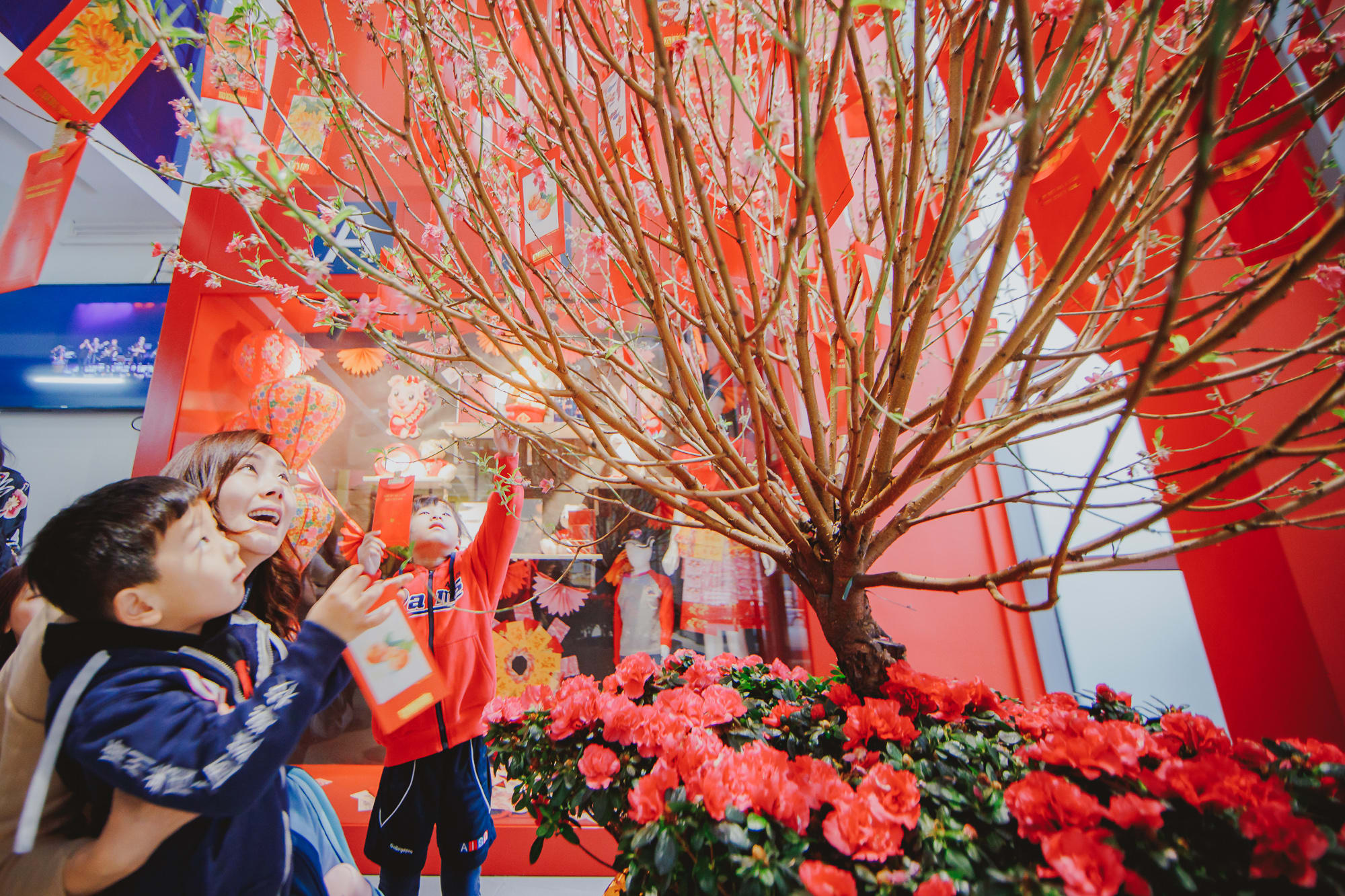 Family hanging a hongbao on a peach blossom tree at the American International School of Guangzhou in Guangzhou China